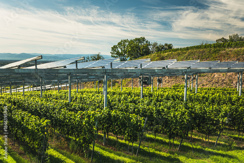 Tableau sur toile Agrivoltaic solar panels above vineyard rows in the Kaiserstuhl wine region, Germany