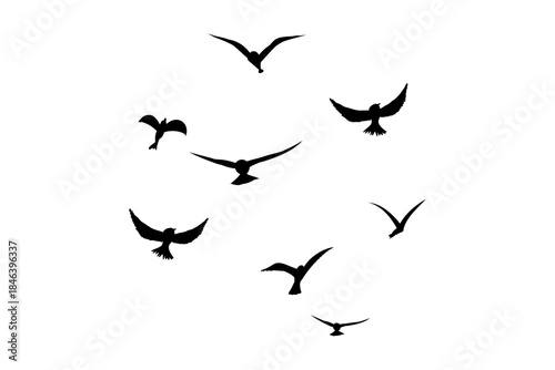 Flying flock of birds silhouette, Simple swallows in flight, crows in the sky. Group of birds border.