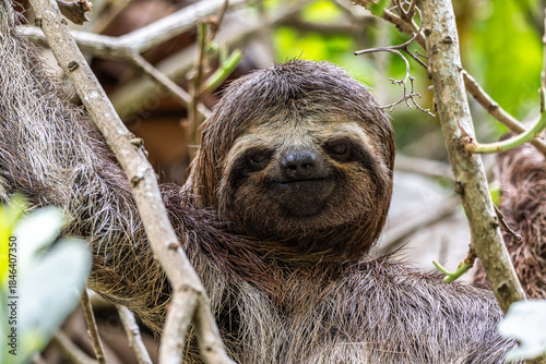Tableau sur toile Brown-throated sloth, Bradypus variegatus at the sloth path on the Jari Canal at
