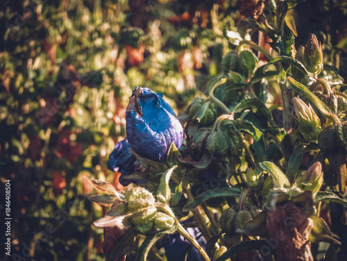 Garden bell flowers in summer