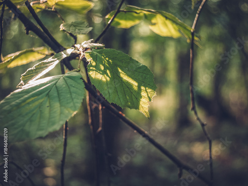 sunlight on hazel leaves in forest