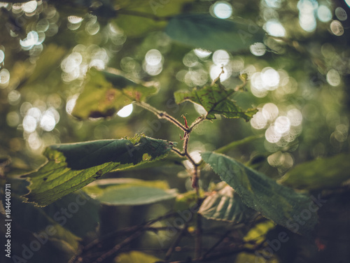sunlight on hazel leaves in forest