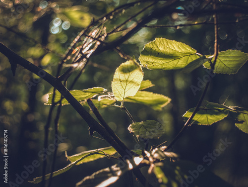 sunlight on hazel leaves in forest