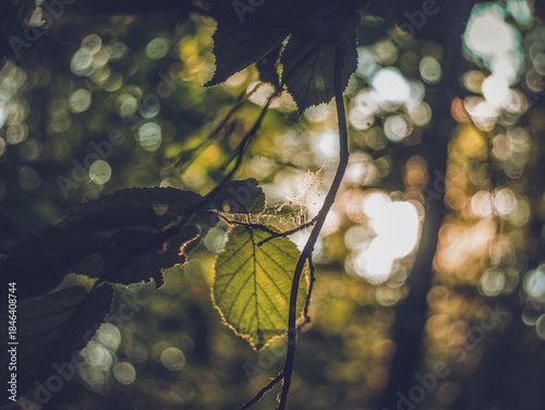 sunlight on hazel leaves in forest