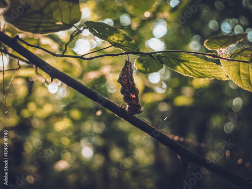 sunlight on hazel leaves in forest