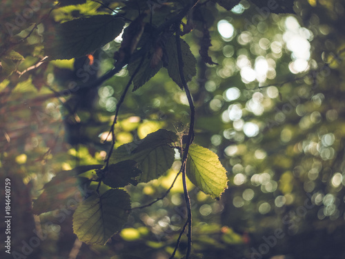 sunlight on hazel leaves in forest