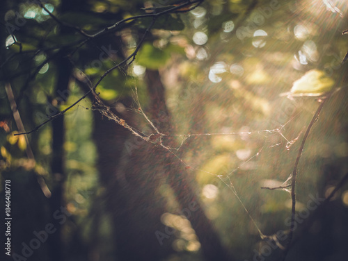 sunlight on hazel leaves in forest