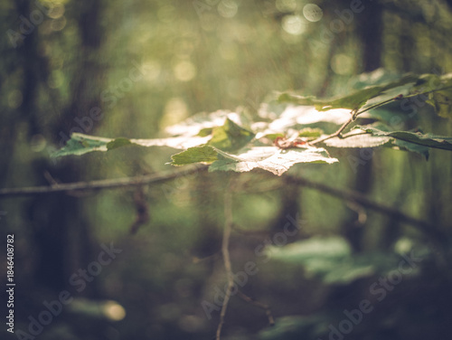 sunlight on hazel leaves in forest