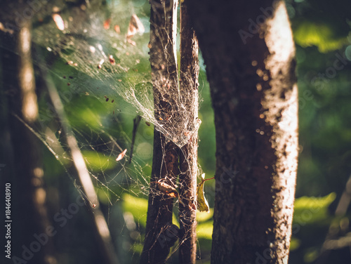 Spider web between branches in the forest