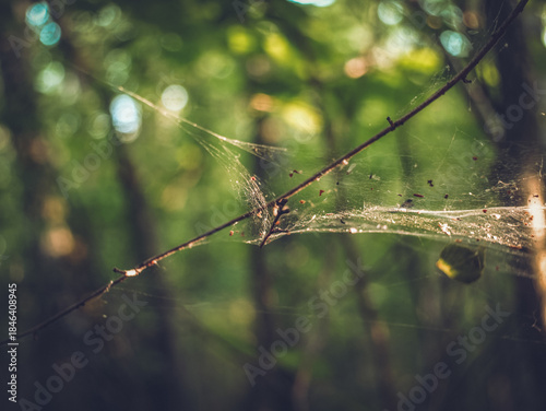 Spider web between branches in the forest