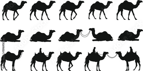 Collection of Fifteen Vector Camel Silhouettes Walking Sitting and Carrying Riders Isolated on White Background