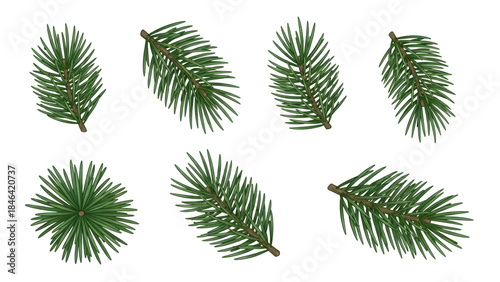 Individual Palm Fronds for Tropical Decor On White