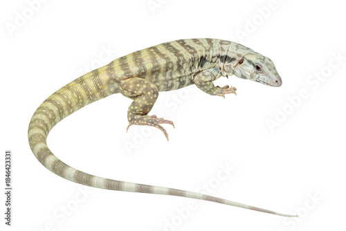 The Albino Blue Tegu is a captively bred tegu morph of Salvator merianae specific for its striking light and blue-tinged appearance.