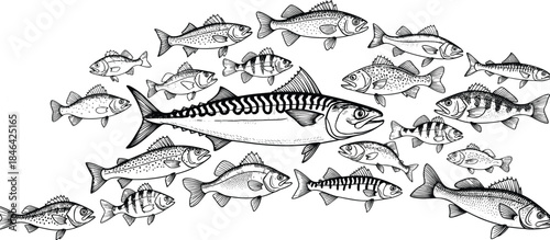 Hand-Drawn Mackerel and School of Fish Illustration, Marine Wildlife and Seafood Graphic, Ocean Life and Fishing Vector Art, Large Mackerel Leading a Group of Fish