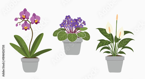 Beautiful diverse potted houseplants set vector illustration white background Orchid Africanviolet Peacelily Indoorplants Decor Floral Flat