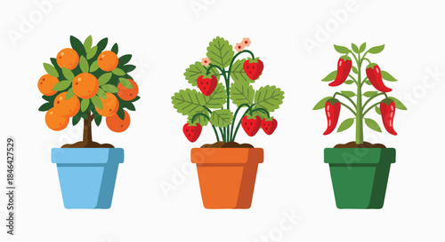 Colorful cartoon potted plants with oranges strawberries chili peppers Garden Harvest Flatdesign Vector Set