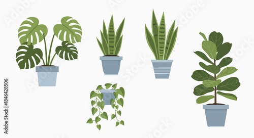 Collection of diverse potted houseplants simple modern vector illustration Indoor Plants Green Foliage Home Decor Nature Flat