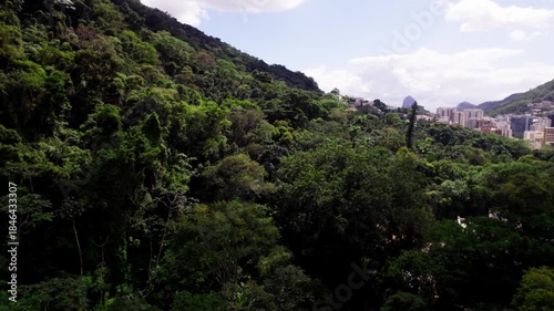 Beautiful Rio de Janeiro jungles Brazil
