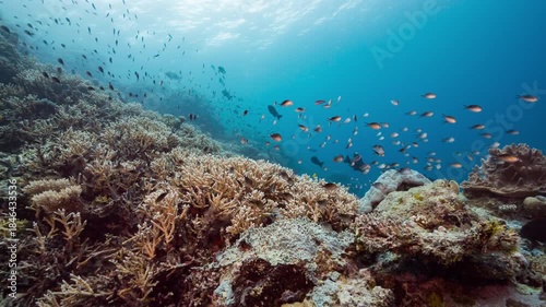 Wallpaper Mural Panning underwater shot over coral reef with multitudes of small fish in the Ebiil Channel Conservation Area, Palau Torontodigital.ca