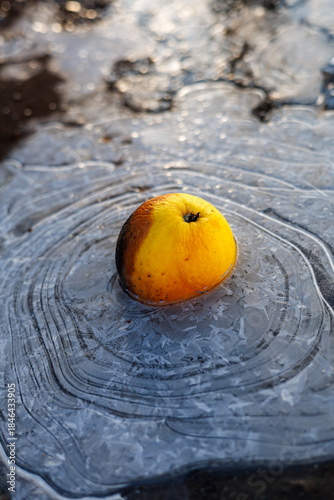 Close-up of a Fallen Yellow Apple Fully Frozen in a Thick Layer of Glazed Ice on the Ground, Winter Nature Concept with Frost and Cold