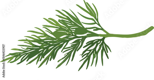 Green Dill Sprig with Feathery Leaves herb fresh