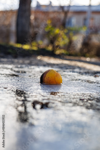 Close-up of a Fallen Yellow Apple Fully Frozen in a Thick Layer of Glazed Ice on the Ground, Winter Nature Concept with Frost and Cold