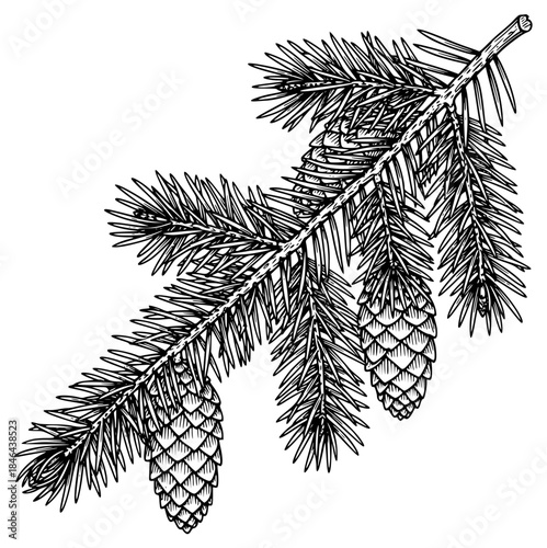 a branch of a coniferous tree with needles and cones, black ink on a , black, branch, cone, drawing, ink, needle, pine cone, tree, tree branch, against transparent background