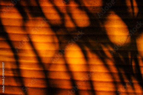 Banana Tree Leaves 