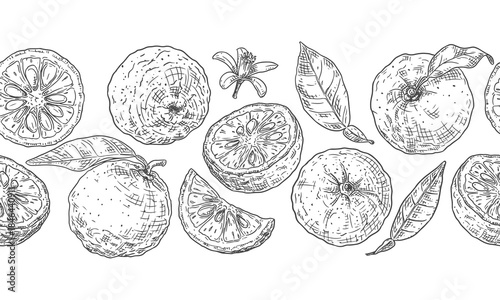 Yuzu fruits horizontal vector seamless border.