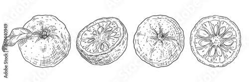 Hand drawn yuzu fruits, whole and cut in half. Vector illustration isolated on white background.