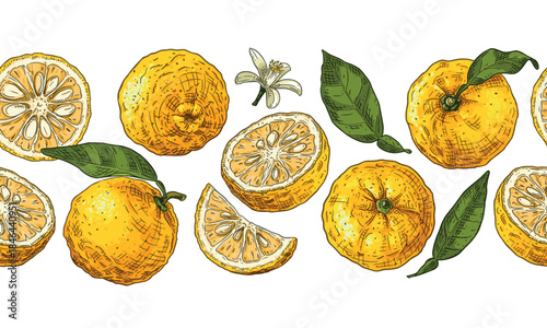 Yuzu fruits horizontal vector seamless border.