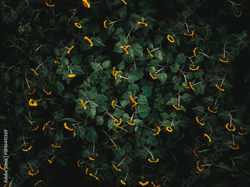 Aerial view of a vibrant tapestry of Sunflowers contrasting against the deep, shadowy green foliage, creating an intricate pattern, Lakeville, Massachusetts, United States.