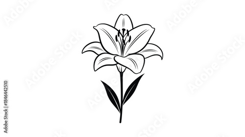 Elegant lily flower illustration in a striking black and white silhouette