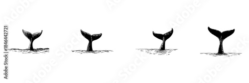 Whale Tails Emerging From Water Doodle Sketch Set. Marine Life And Ocean Exploration In Hand Drawn Style Collection. Symbol Of Nature And Wildlife Conservation. Isolated Vector Illustration