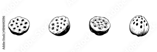 Lotus Root And Seed Pod Doodle Sketch Set. Botanical Illustration Of Lotus Plant Parts In Hand Drawn Style Collection. Natural And Organic Design Elements. Isolated Vector Illustration