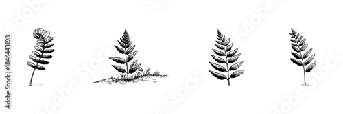 Fern Plant Growth Stages Doodle Sketch Set. Botanical Development And Nature Illustration In Hand Drawn Style Collection. Evolution Of Fern Leaves. Hand Drawn Isolated Vector Illustration