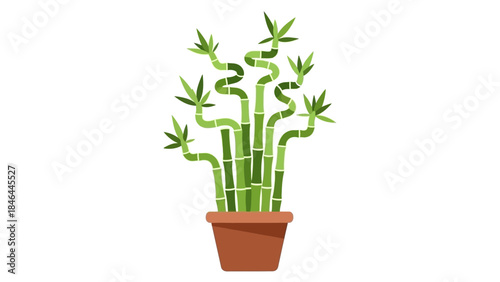 Vector illustration of potted bamboo plant on white background
