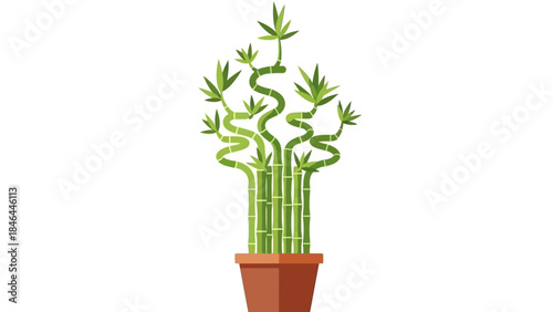 Potted lucky bamboo plant with twisted stems on white background