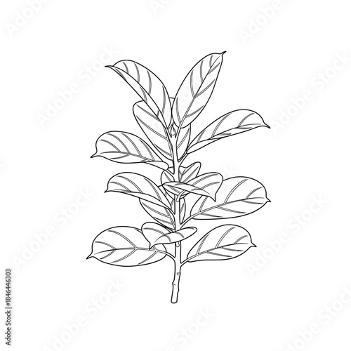 Ficus lyrata ‘Compacta’ flat vector illustration . Botanical drawing for nature illustration or floral elements.