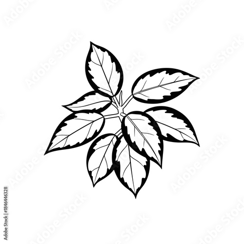 Hoya kerrii variegata flat vector illustration. Botanical drawing for nature illustration or floral elements.