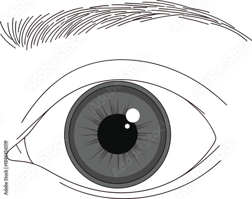 Human eye close up illustration isolated on white background vision eyesight anatomy medical optical flat vector design