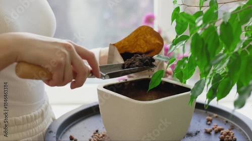 A woman pours soil into a pot for a Ficus benjamina houseplant and stands in front of a window holding a garden trowel