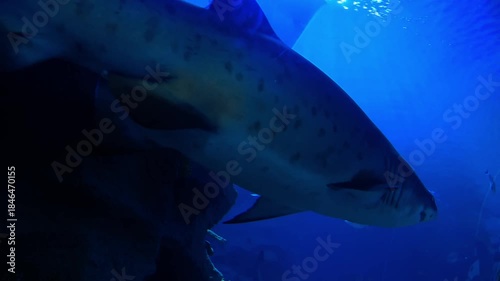 Shark Swimming in Large Aquarium Showing Teeth and Fins
