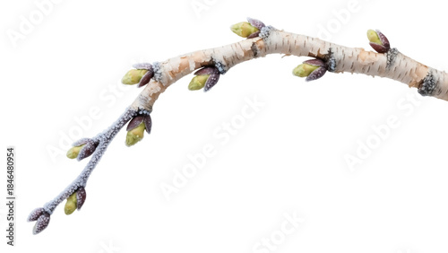Isolated branch with swollen buds ready to bloom, harbinger of the Spring season, isolated