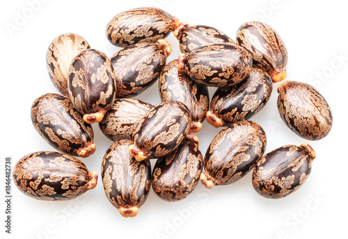 Bean-shaped, mottled, glossy castor oil seeds on white background. File contains clipping paths.