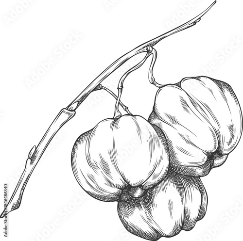 Acerola berries on stem sketch, Barbados cherries, engraved hand drawn ripe exotic fruit superfood vector illustration