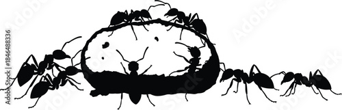Ants teamwork around food, insect cooperation concept, colony behavior, nature scavengers, black silhouette ants, bread slice interaction, wildlife vector illustration