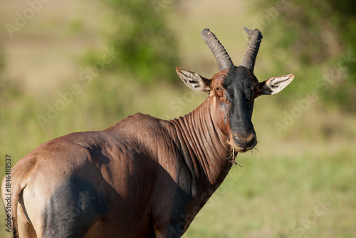antelope in the savannah
