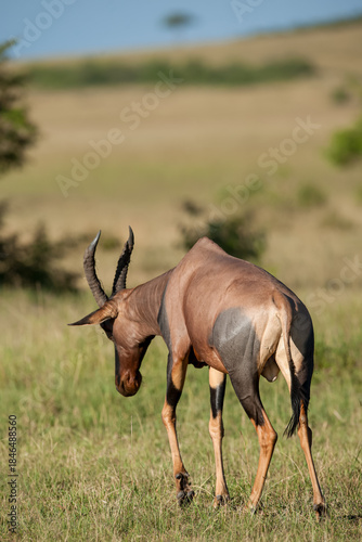 Topi in the savannah