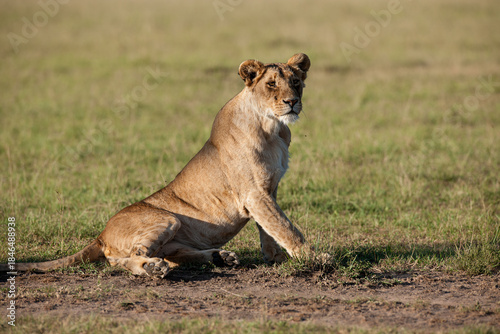 lion cub in the savannah